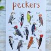 peckers a4 print