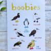 Boobies A4 Print