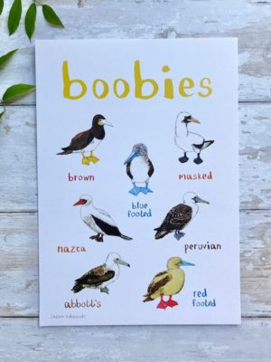 Boobies A4 Print