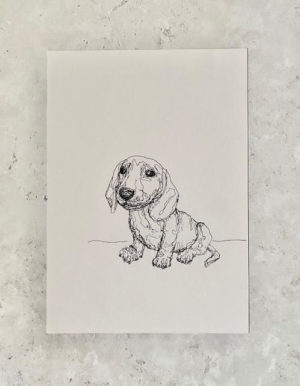 Dachshund